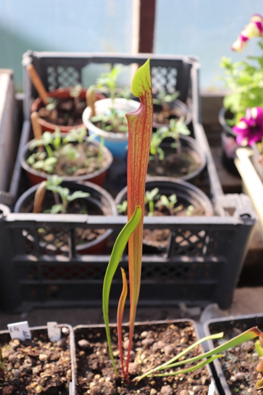 F102 Sarracenia Flava var. rubricorpora'20.05.06.JPG