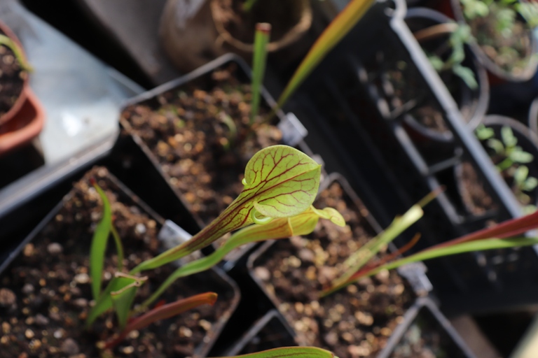 FL09 Sarracenia Flava var. ornata'20.05.06.JPG