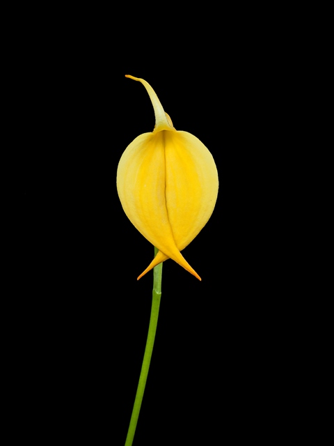 Masdevallia coccinea xanthina 'Longfellow' BMDOG.jpg
