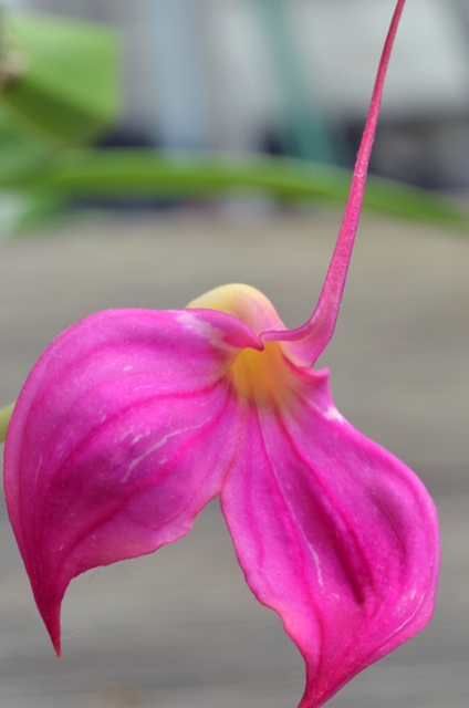 DSC_1009a.jpg