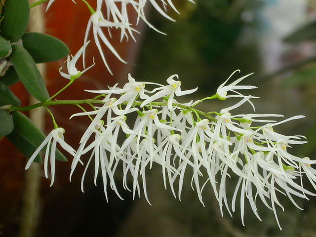 640px-Dockrillia_linguiforme.jpg