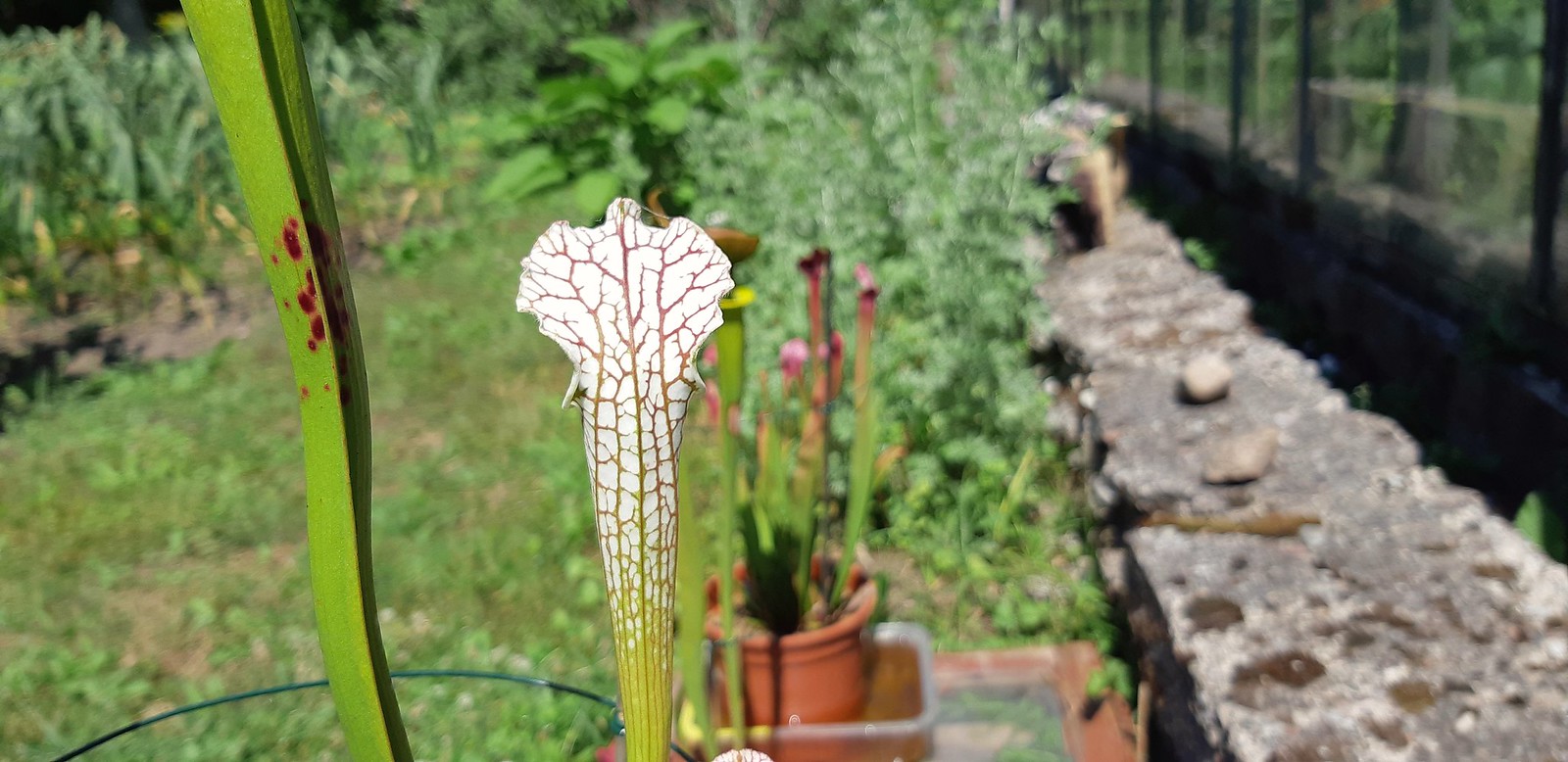2020-06-27_05-37-15.jpg