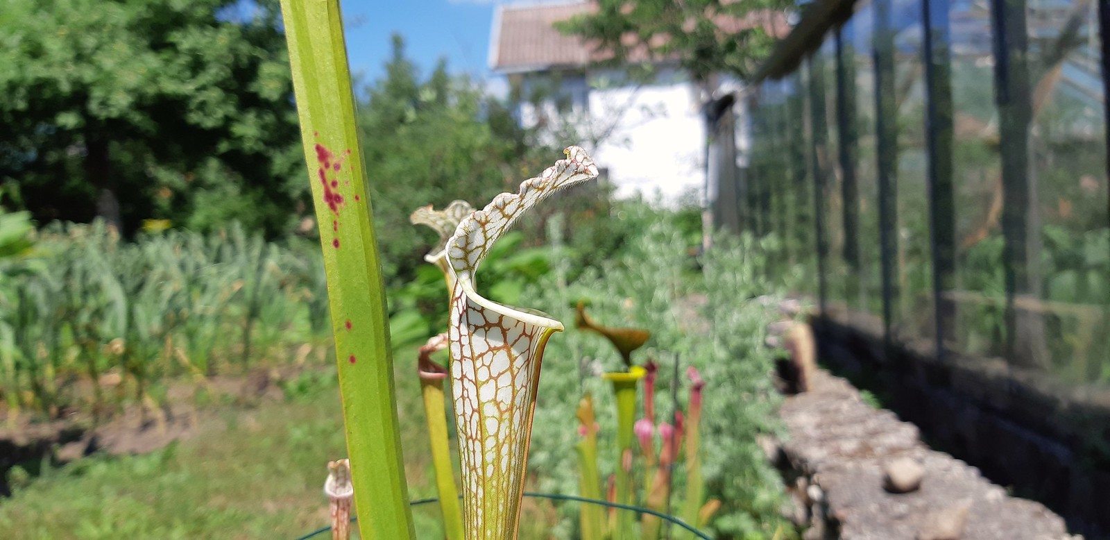 2020-06-27_05-37-22.jpg