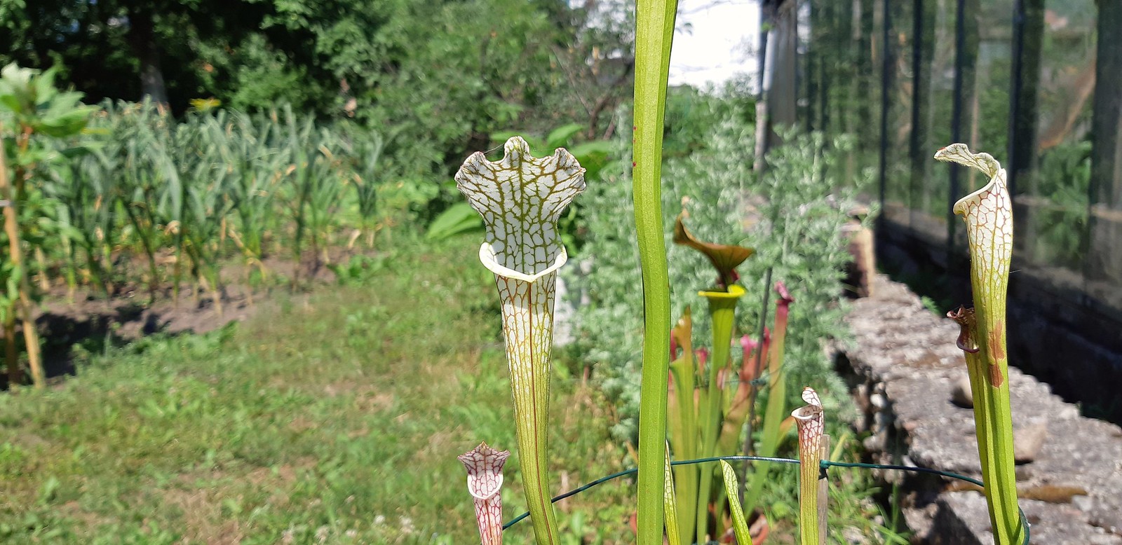2020-06-27_05-37-31.jpg