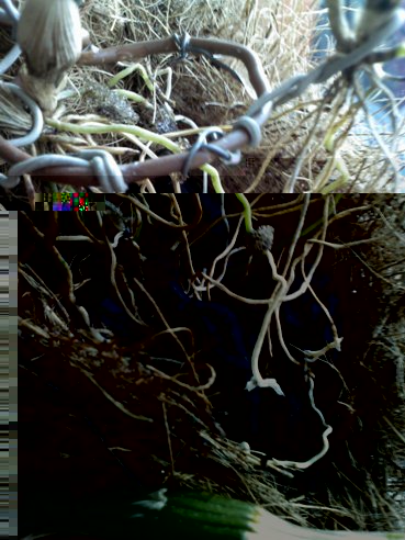 140501 Dendrobium tannii 02.jpg