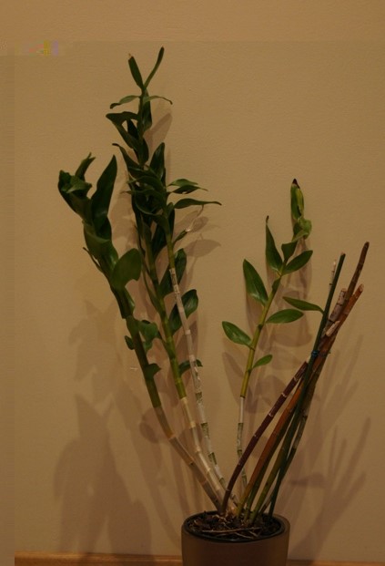 D.moschatum.jpg