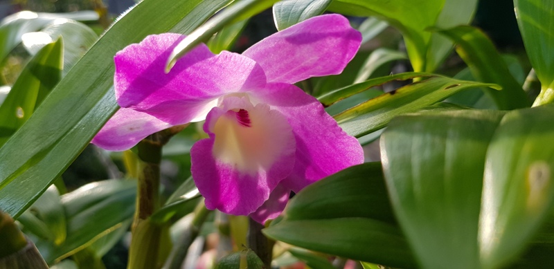 Dendrobium hyb..jpg