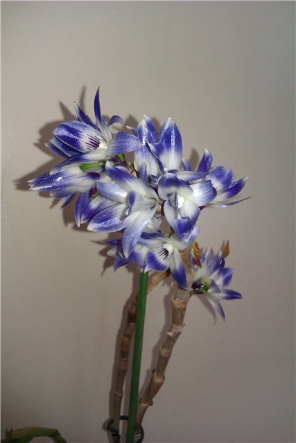 Dendrobium victoria-reginae - skaidre 4.jpg