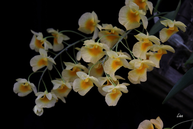 Dendrobium lindleyi'19.05..jpg