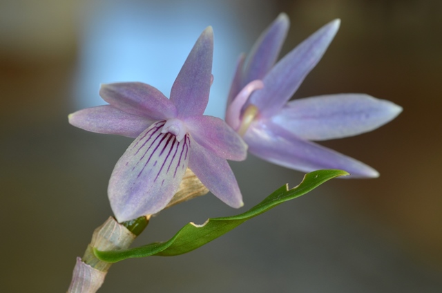 DSC_1153a.jpg