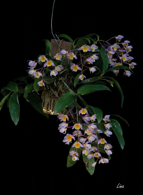 Dendrobium farmeri 'Pink' form.jpg