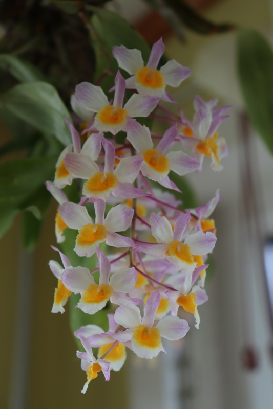 Dendrobium farmeri pink'19 (1) (1).JPG