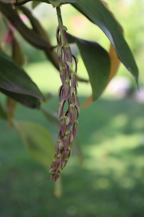 Dendrobium farmeri 'Pink' (1).JPG