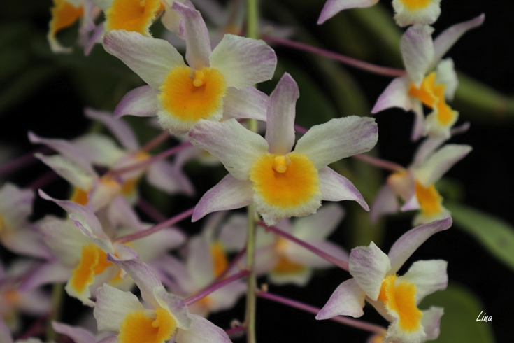 Dendrobium farmeri Pink'20.06...jpg
