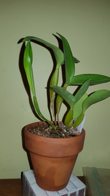 Dendrobium normanbyense (2019.11 (1).jpg