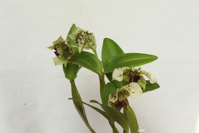 Dendrobium normanbyense'20.04..jpg