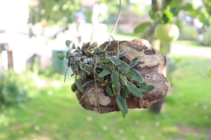 Dendrobium jenkinsii.'20.08.14.JPG