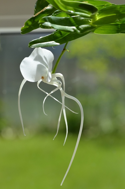 DSC_0874a.jpg