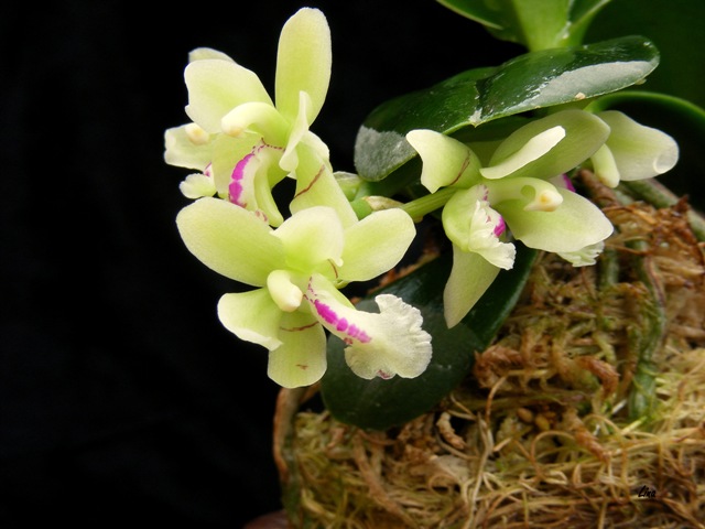 2. Sedirea japonica Myounghwan'18.04..jpg