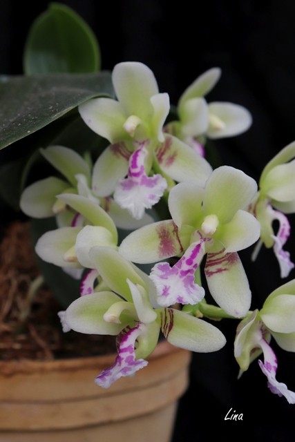 3. Sedirea japonica'19.jpg