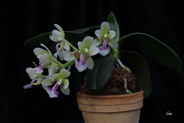 4. Sedirea japonica'19.04.jpg
