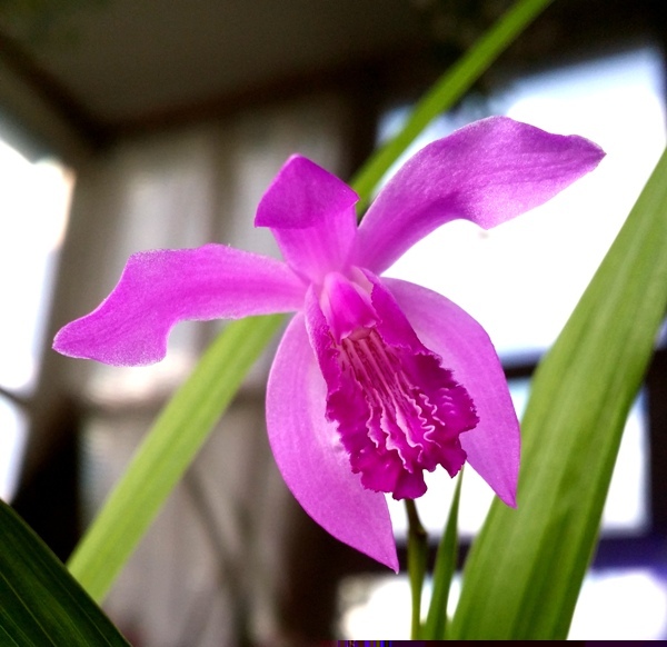 Bletilla striata 2014-05-02.jpg