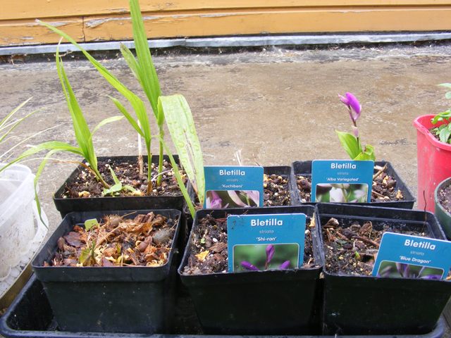 DSCF1174.JPG