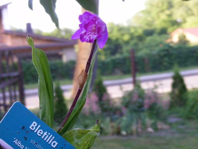 DSCF1294.JPG