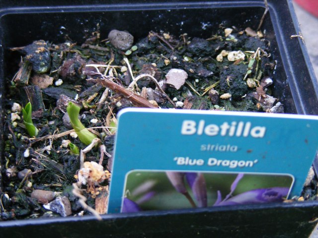 DSCF1295.JPG