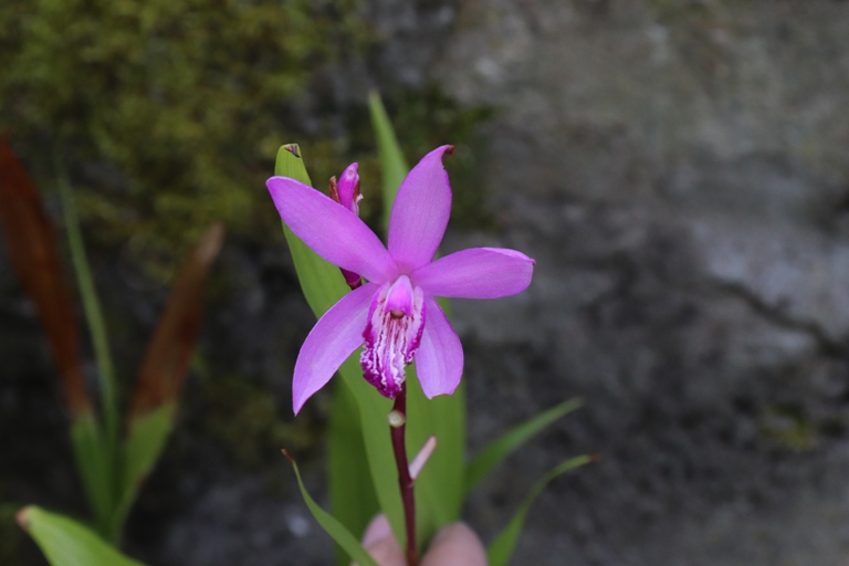 bletilla striata.JPG