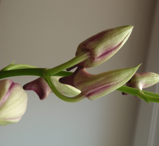 Dendrobium biggibum tipo 1.JPG