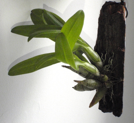 Dendrobium delacourii (white) 2012.10.07 1.JPG