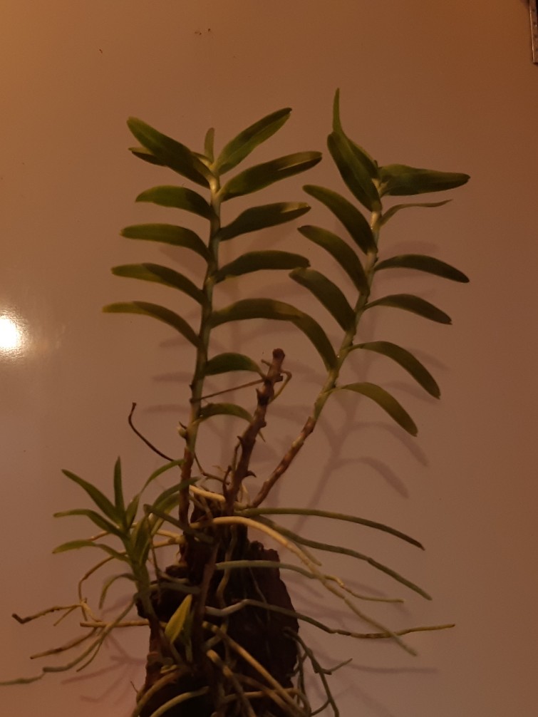 20201009_214143_copy_755x1006.jpg