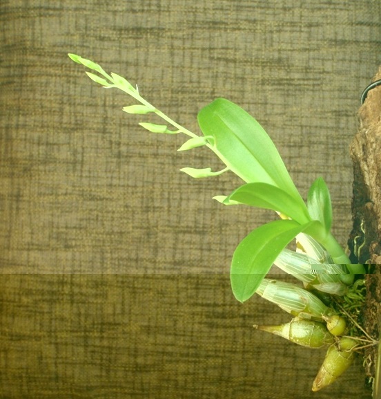 Dendrobium delacourii baltas 2013.05.28 2.JPG