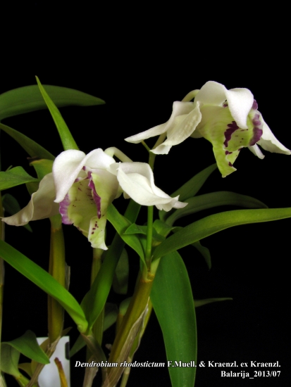 Dendrobium_rhodostictum.jpg