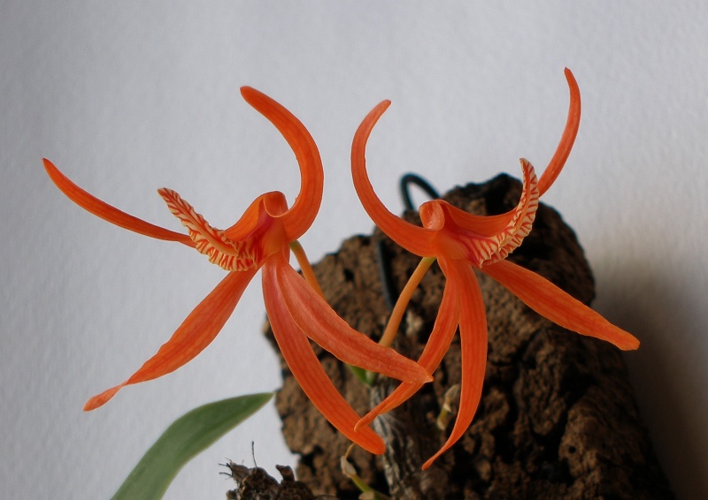 Dendrobium_lamyaiae5.jpg
