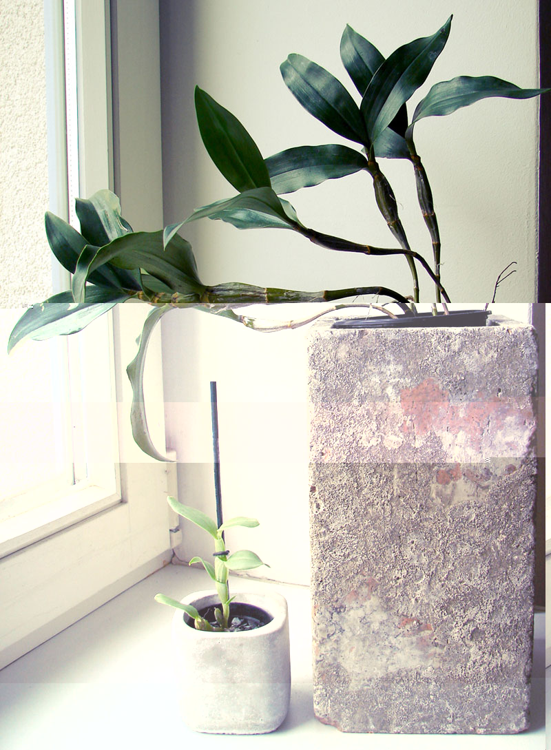 orchids.jpg