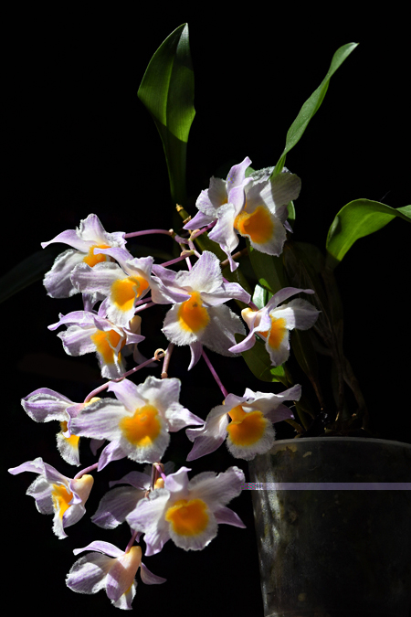 DSC_6517.jpg
