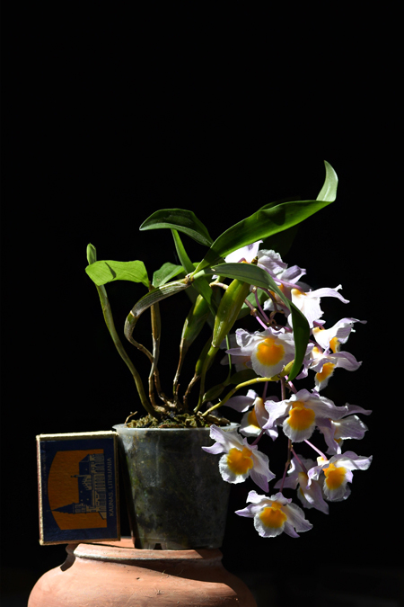 DSC_6503.jpg