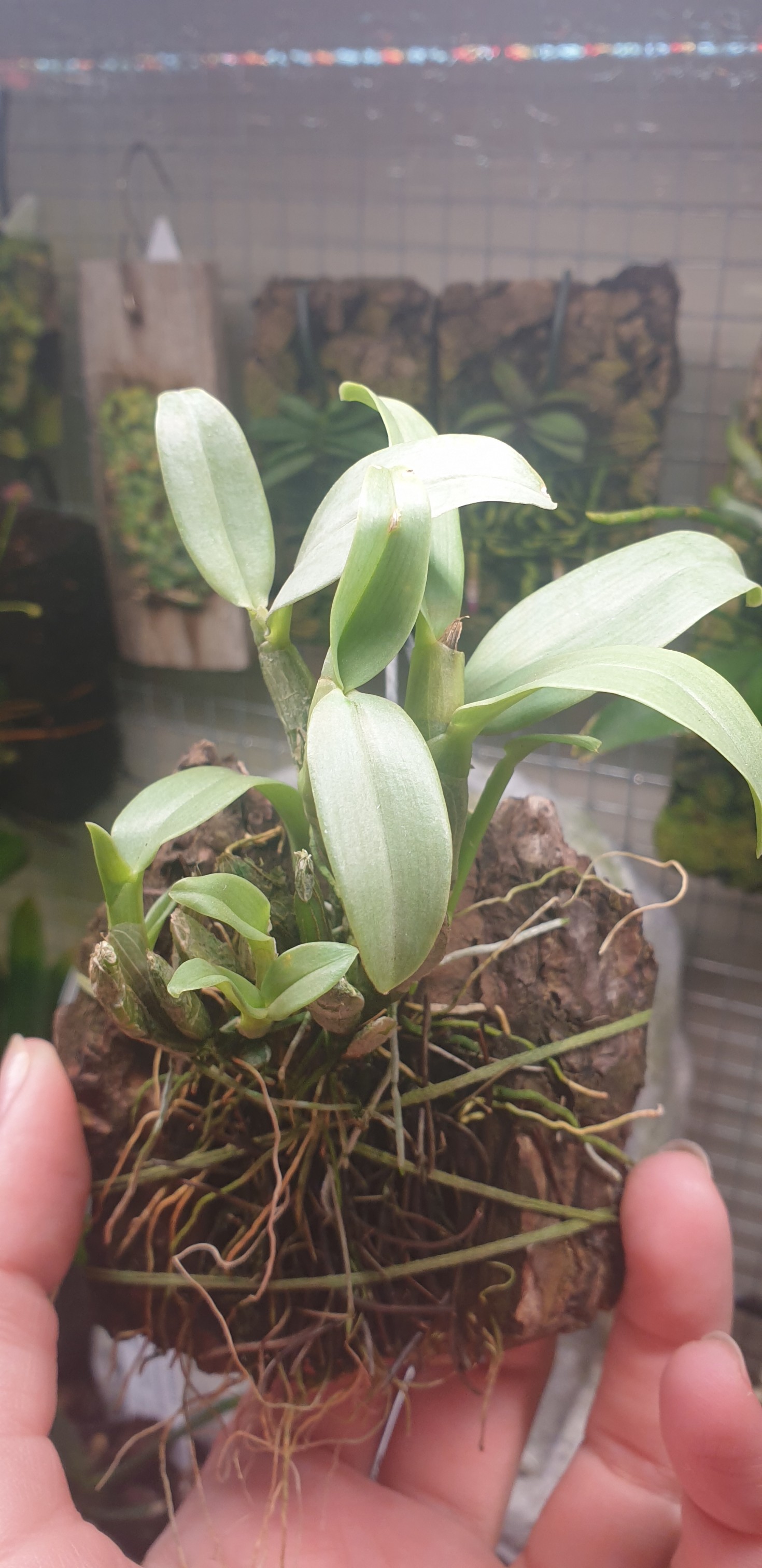 dendr.trantuanii.jpg