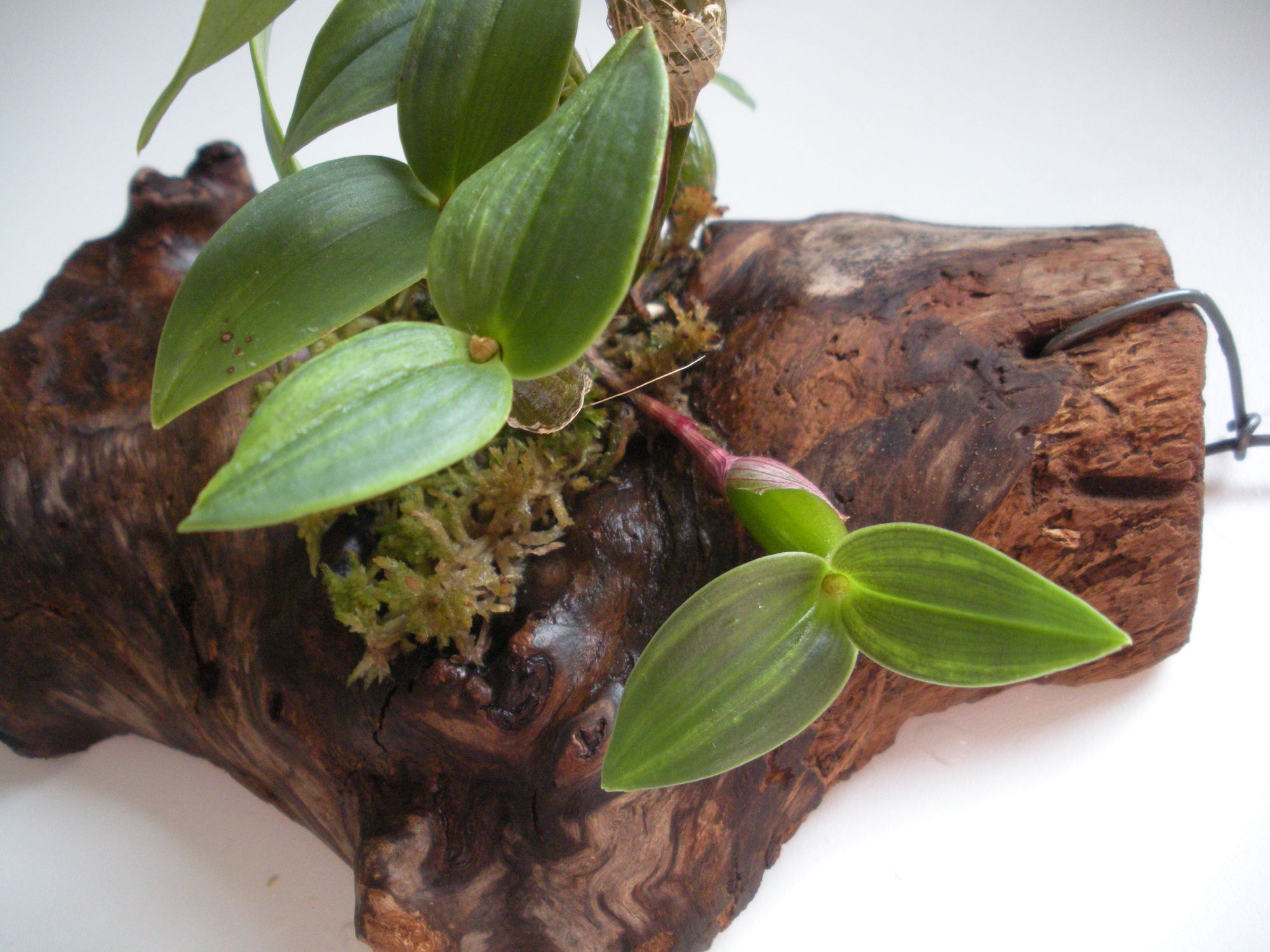 Dendrobium aberrans2.JPG