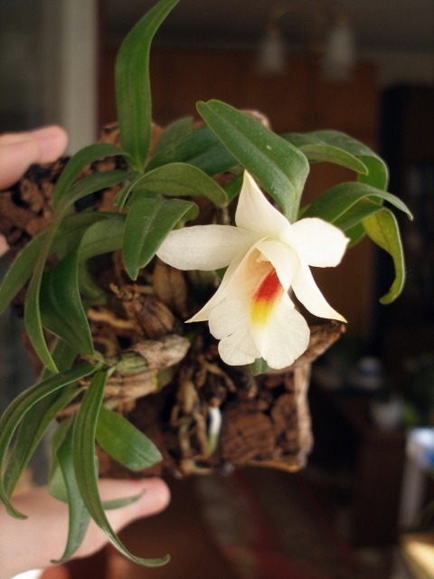 dendrobium_christyanum-.jpg