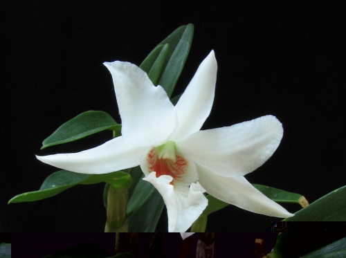 Dendrobium_draconis.jpg