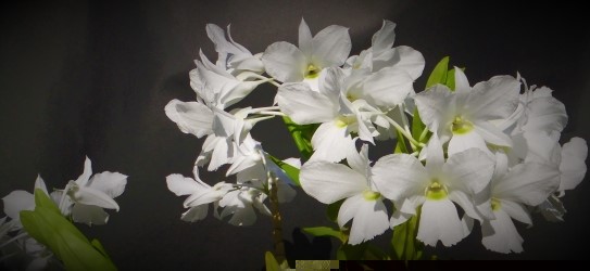 D_sanderae_v_luzonicum_1_2013.jpg