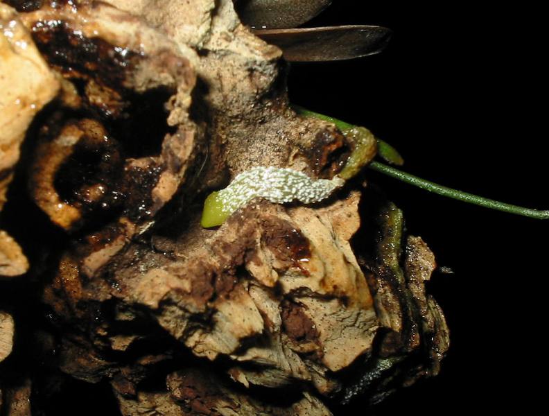 Aerangispunctata-2.jpg