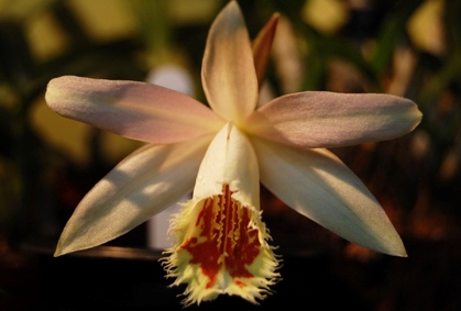 pleione shamtung.jpg