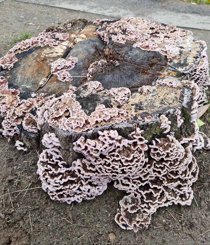 20201108_135106.jpg