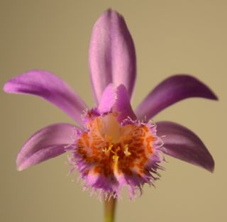 P.Volcanello South....jpg