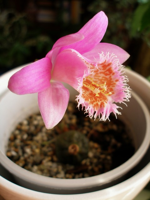 Pleione_VolcanelloSongThrush_7.jpg