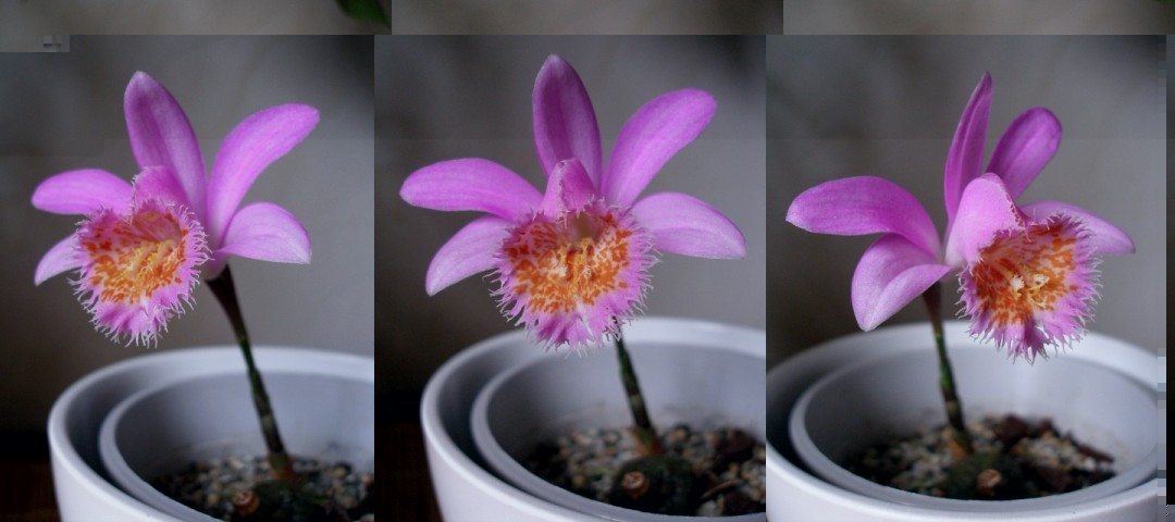 Pleione VolcanelloSongThrush_p.jpg